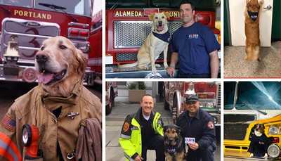 Firehouse K9s Share CBYD Message for #NationalPetDay